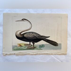 Antique‎ Bird Print Rare, Hand Color Engraving, 6” x 9”, 1799